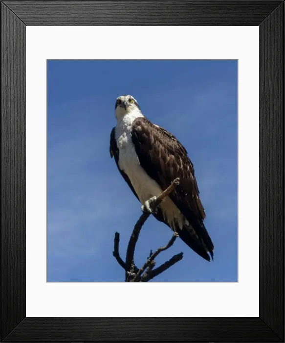 Framed Print : Osprey perched on pine branch Framed Print : Osprey perched on pine branch