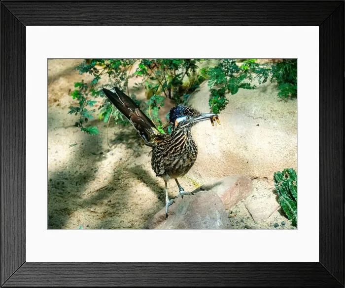 Framed Print : The greater roadrunner (Geococcyx californianus) is a long-legged bird in the cuckoo family Framed Print : The greater roadrunner (Geococcyx californianus) is a long-legged bird in the cuckoo family