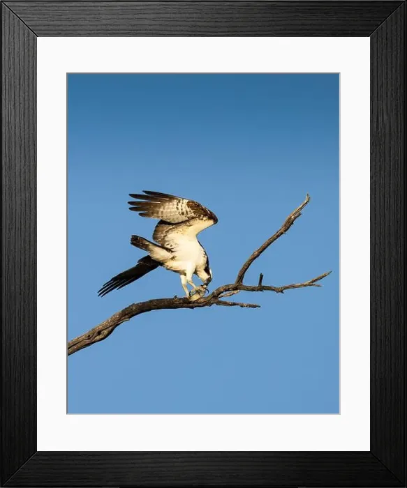 Framed Print : Osprey (Pandion haliaetus) enjoying the evening catch. Page Springs, AZ, USA Framed Print : Osprey (Pandion haliaetus) enjoying the evening catch. Page Springs, AZ, USA