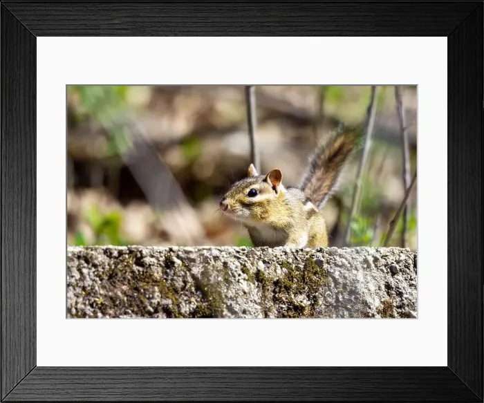 Framed Print : A cautious chipmunk peers over the ledge, looking at the camera Framed Print : A cautious chipmunk peers over the ledge, looking at the camera
