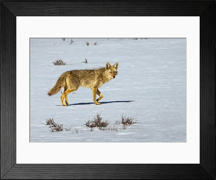 Framed Print : Young coyote (Canis latrans) in a snow covered meadow on a mid-spring morning in Lassen County California Framed Print : Young coyote (Canis latrans) in a snow covered meadow on a mid-spring morning in Lassen County California