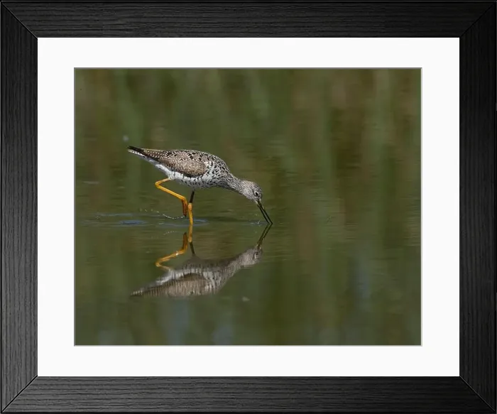 Framed Print : Greater Yellowlegs (Tringa melanoleuca) Yolo County California USA Framed Print : Greater Yellowlegs (Tringa melanoleuca) Yolo County California USA