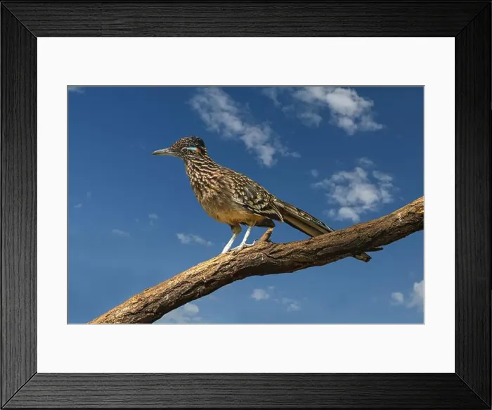 Framed Print : The greater roadrunner (Geococcyx californianus) is a long-legged bird in the cuckoo family Framed Print : The greater roadrunner (Geococcyx californianus) is a long-legged bird in the cuckoo family