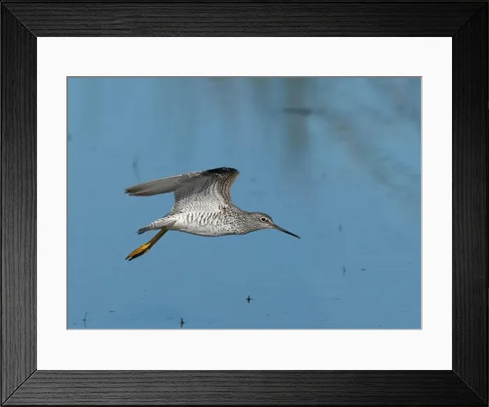 Framed Print : Greater Yellowlegs (Tringa melanoleuca) Yolo County California USA Framed Print : Greater Yellowlegs (Tringa melanoleuca) Yolo County California USA