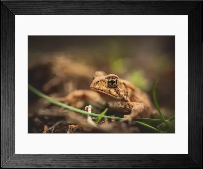 Framed Print : Portrait of an American Toad in a Garden Framed Print : Portrait of an American Toad in a Garden