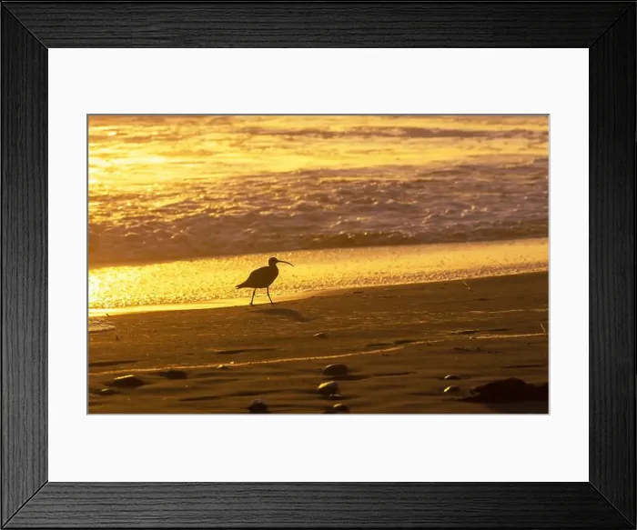 Framed Print : Ibis in a Everglades National Park, USA, Florida
