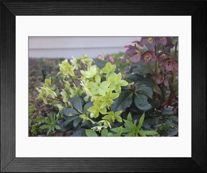 Framed Print : Light green and yellow Hellebore flowers and Maroon Hellebore flowers blooming Framed Print : Light green and yellow Hellebore flowers and Maroon Hellebore flowers blooming