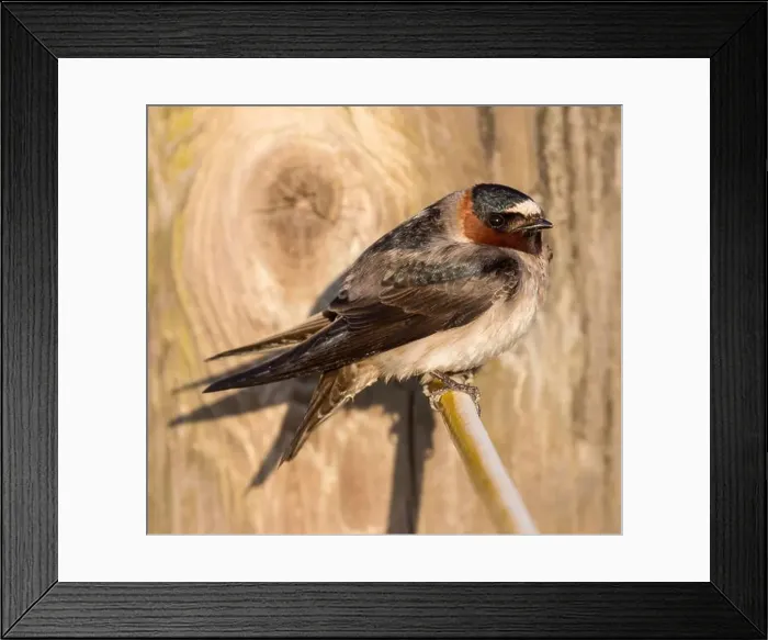 Framed Print : Adult Cliff Swallow perches on wire. Palo Alto Baylands, Santa Clara County, California, USA Framed Print : Adult Cliff Swallow perches on wire. Palo Alto Baylands, Santa Clara County, California, USA