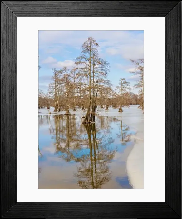 Framed Print : 63895-18519 Cypress trees in winter Horseshoe Lake State Fish & Wildlife Area Alexander Co. IL