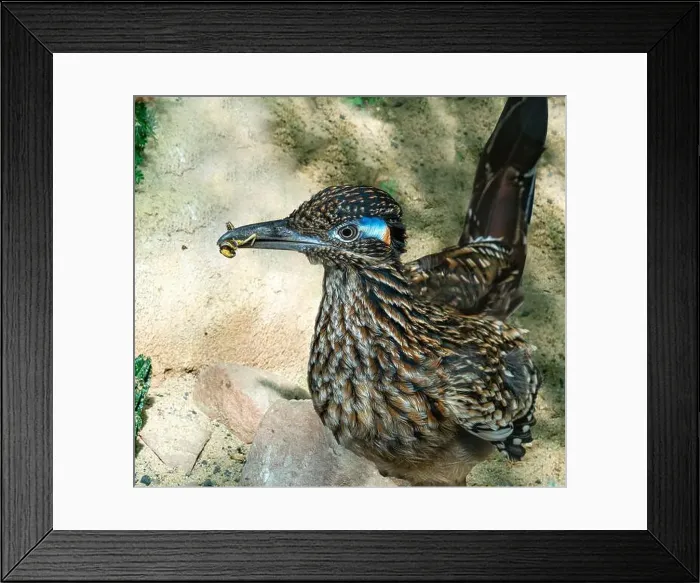 Framed Print : The greater roadrunner (Geococcyx californianus) is a long-legged bird in the cuckoo family Framed Print : The greater roadrunner (Geococcyx californianus) is a long-legged bird in the cuckoo family