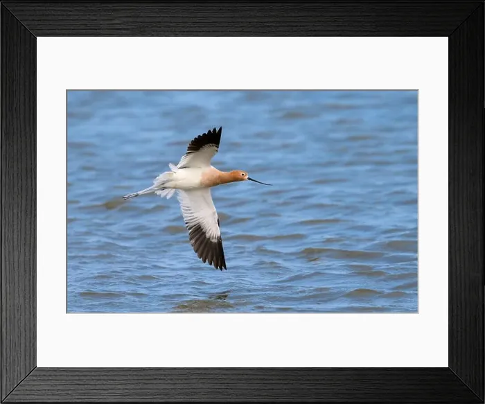 Framed Print : American avocet (Recurvirostra americana) flying over seashore during spring migration, Galveston, texas, USA Framed Print : American avocet (Recurvirostra americana) flying over seashore during spring migration, Galveston, texas, USA