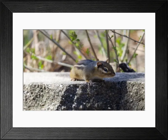 Framed Print : A cautious chipmunk peers over the ledge, looking at the camera Framed Print : A cautious chipmunk peers over the ledge, looking at the camera