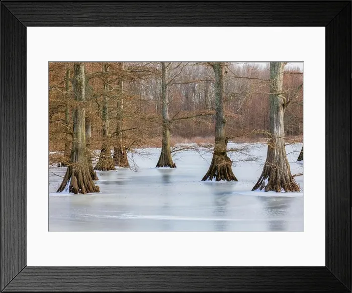 Framed Print : 63895-18504 Cypress trees in winter Horseshoe Lake State Fish & Wildlife Area Alexander Co. IL Framed Print : 63895-18504 Cypress trees in winter Horseshoe Lake State Fish & Wildlife Area Alexander Co. IL