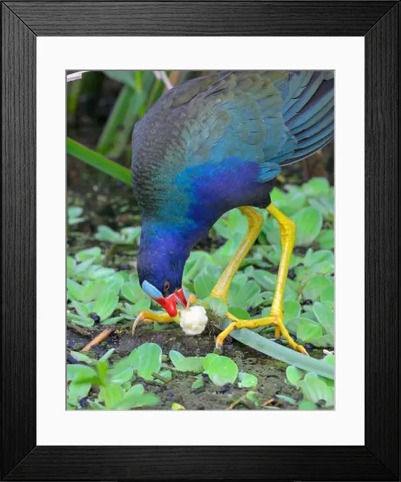 Framed Print : Purple gallinule (Porphyrio martinica) eating a plant tuber in a swamp, Brazos Bend State Park, Texas, USA Framed Print : Purple gallinule (Porphyrio martinica) eating a plant tuber in a swamp, Brazos Bend State Park, Texas, USA