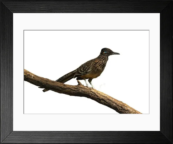 Framed Print : The greater roadrunner (Geococcyx californianus) is a long-legged bird in the cuckoo family Framed Print : The greater roadrunner (Geococcyx californianus) is a long-legged bird in the cuckoo family