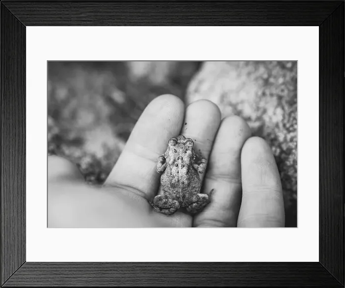 Framed Print : American Toad in a Human Hand as Viewed from Above Framed Print : American Toad in a Human Hand as Viewed from Above