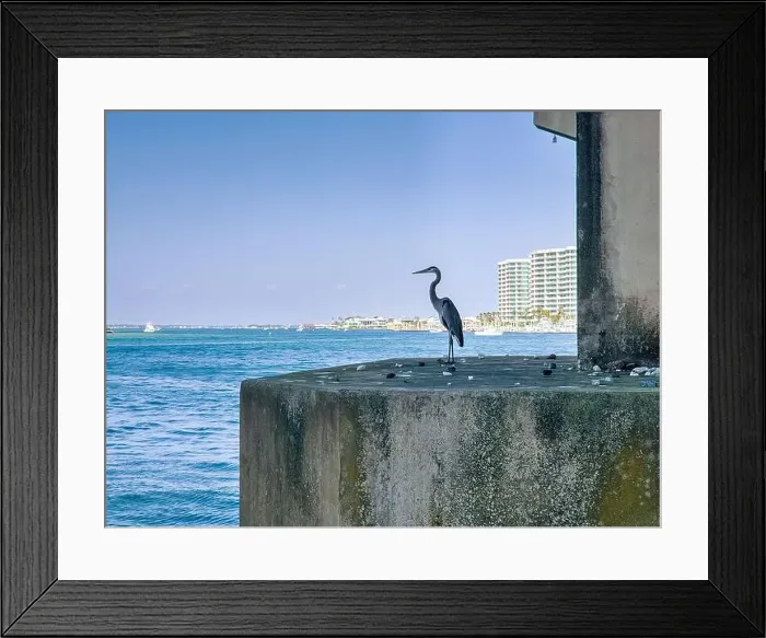 Framed Print : Great Blue Herons at Perdido Pass in Orange Beach, Alabama Framed Print : Great Blue Herons at Perdido Pass in Orange Beach, Alabama