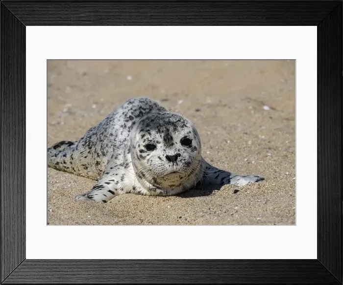 Framed Print : Seal pup on Three Mile Beach, Santa Cruz, California, USA Framed Print : Seal pup on Three Mile Beach, Santa Cruz, California, USA