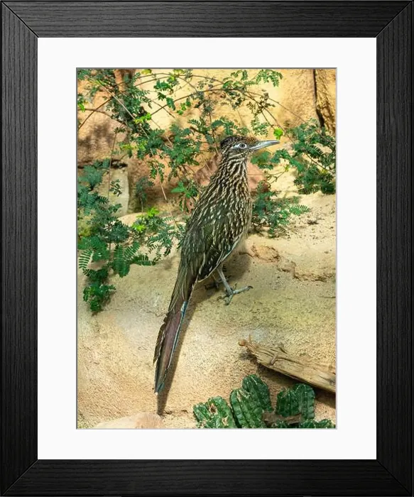 Framed Print : The greater roadrunner (Geococcyx californianus) is a long-legged bird in the cuckoo family