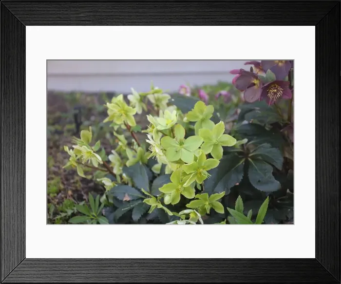Framed Print : Light green and yellow Hellebore flowers and Maroon Hellebore flowers blooming Framed Print : Light green and yellow Hellebore flowers and Maroon Hellebore flowers blooming