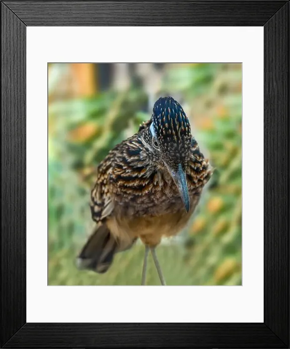 Framed Print : The greater roadrunner (Geococcyx californianus) is a long-legged bird in the cuckoo family Framed Print : The greater roadrunner (Geococcyx californianus) is a long-legged bird in the cuckoo family