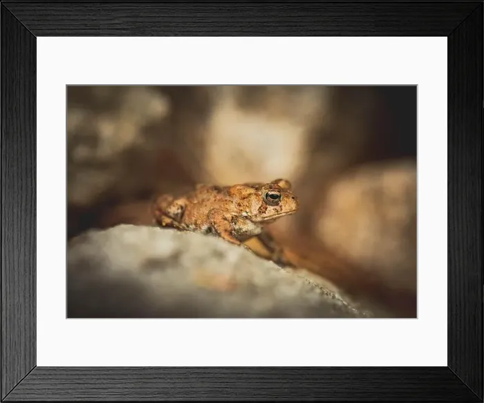 Framed Print : American Toad Sitting on a Rock in a Garden in New Hampshire Framed Print : American Toad Sitting on a Rock in a Garden in New Hampshire