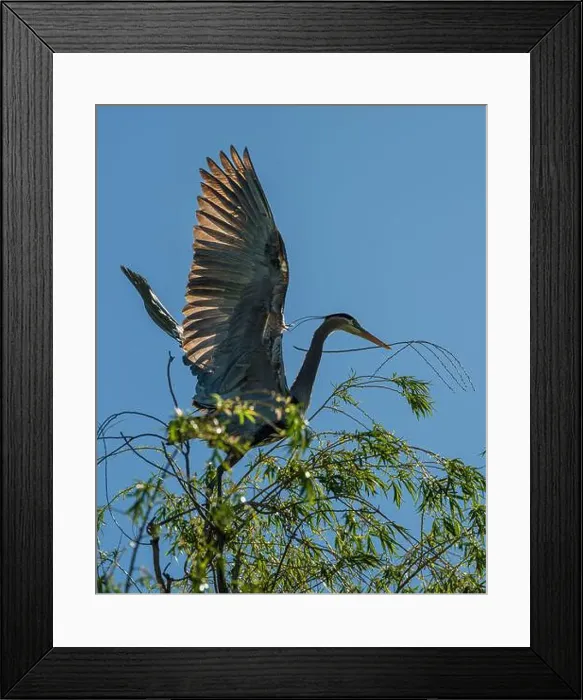 Framed Print : A great blue heron (Ardea herodias) gathers nesting material from a willow tree in Boise, ID, USA during spring Framed Print : A great blue heron (Ardea herodias) gathers nesting material from a willow tree in Boise, ID, USA during spring