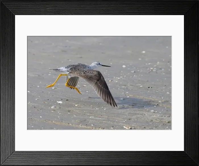 Framed Print : Lesser yellowlegs (Tringa flavipes) taking off at the ocean beach during spreeng migration, Galveston, Texas, USA Framed Print : Lesser yellowlegs (Tringa flavipes) taking off at the ocean beach during spreeng migration, Galveston, Texas, USA