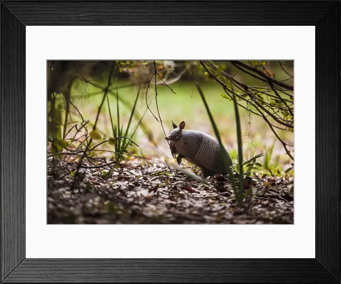 Framed Print : Nine-banded Armadillo Exploring on Big Talbot Island in Florida Framed Print : Nine-banded Armadillo Exploring on Big Talbot Island in Florida