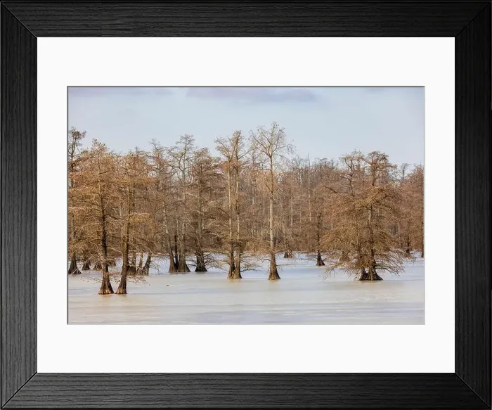 Framed Print : 63895-18515 Cypress trees in winter Horseshoe Lake State Fish & Wildlife Area Alexander Co. IL Framed Print : 63895-18515 Cypress trees in winter Horseshoe Lake State Fish & Wildlife Area Alexander Co. IL