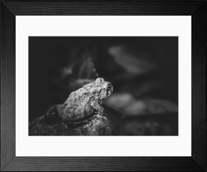 Framed Print : American Toad Looking Off Into the Distance Framed Print : American Toad Looking Off Into the Distance