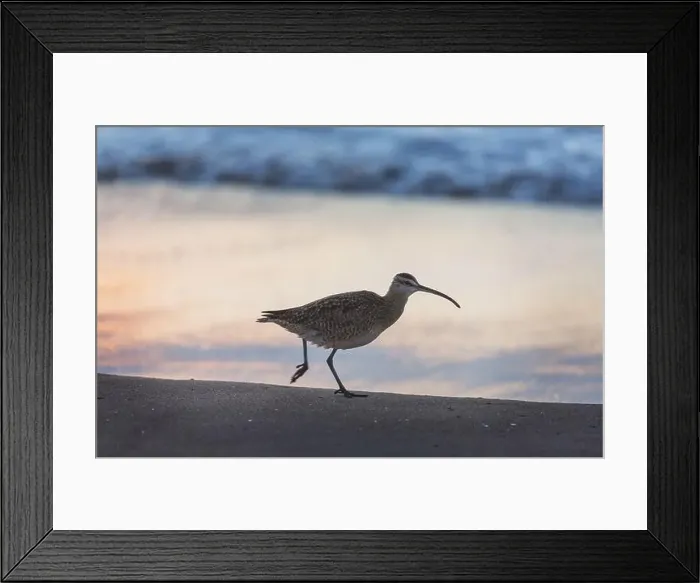 Framed Print : Ibis in a Everglades National Park, USA, Florida Framed Print : Ibis in a Everglades National Park, USA, Florida