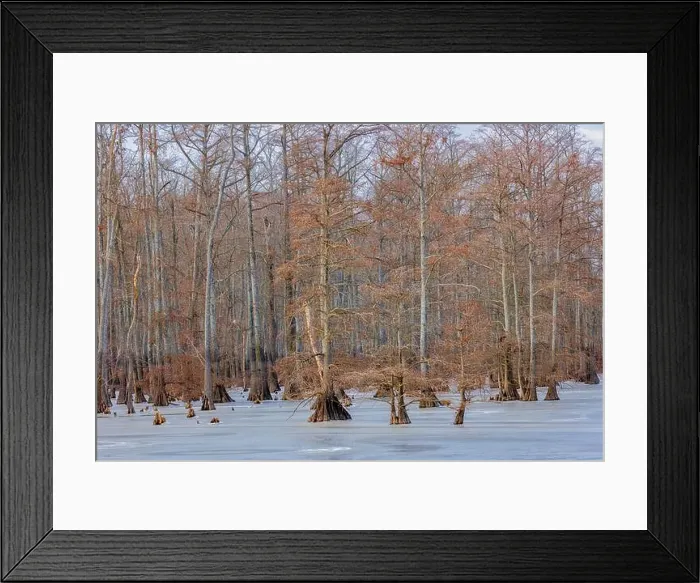 Framed Print : 63895-18508 Cypress trees in winter Horseshoe Lake State Fish & Wildlife Area Alexander Co. IL Framed Print : 63895-18508 Cypress trees in winter Horseshoe Lake State Fish & Wildlife Area Alexander Co. IL