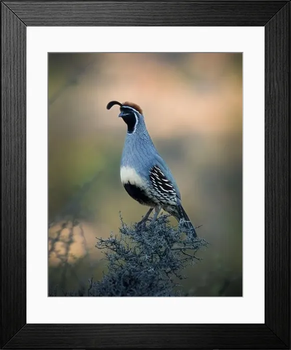Framed Print : Gambel's Quail (Callipepla gambelii). Cottonwood, AZ, USA Framed Print : Gambel's Quail (Callipepla gambelii). Cottonwood, AZ, USA