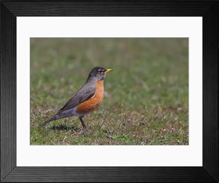 Framed Print : Profile photo of American robin grazing on grass Framed Print : Profile photo of American robin grazing on grass