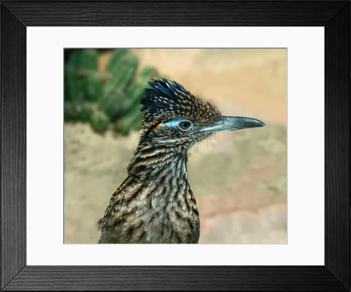 Framed Print : The greater roadrunner (Geococcyx californianus) is a long-legged bird in the cuckoo family Framed Print : The greater roadrunner (Geococcyx californianus) is a long-legged bird in the cuckoo family