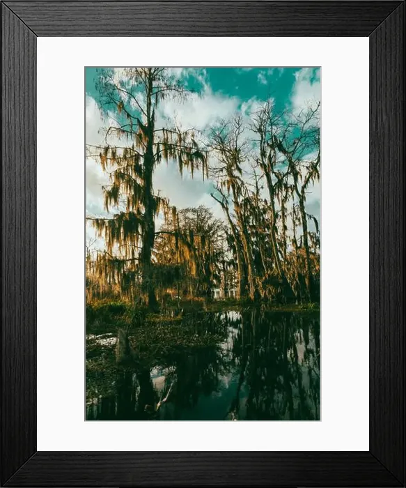Framed Print : Swamp tour on a boat near Lafayette, Luisiana Framed Print : Swamp tour on a boat near Lafayette, Luisiana