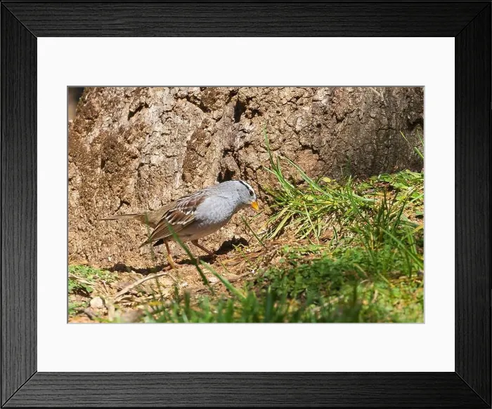 Framed Print : A white-crowned sparrow (Zonotrichia leucophrys) foraging in a lawn adjacent to an oak tree in Redding California, USA Framed Print : A white-crowned sparrow (Zonotrichia leucophrys) foraging in a lawn adjacent to an oak tree in Redding California, USA