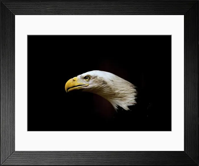 Framed Print : American Bald Eagle facing viewer on black background Framed Print : American Bald Eagle facing viewer on black background
