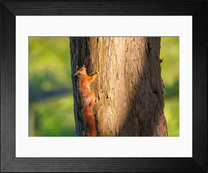 Framed Print : cute young squirrel portrait on tree at park Framed Print : cute young squirrel portrait on tree at park