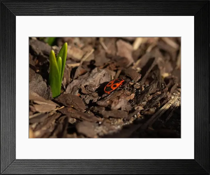 Framed Print : Boxelder Bugs (Boisea trivittata) on ground Framed Print : Boxelder Bugs (Boisea trivittata) on ground