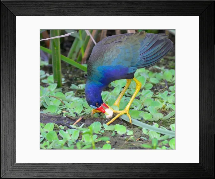 Framed Print : Purple gallinule (Porphyrio martinica) eating a plant tuber in a swamp, Brazos Bend State Park, Texas, USA Framed Print : Purple gallinule (Porphyrio martinica) eating a plant tuber in a swamp, Brazos Bend State Park, Texas, USA