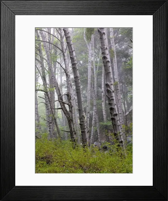 Framed Print : Trees in a forest in light fog Framed Print : Trees in a forest in light fog