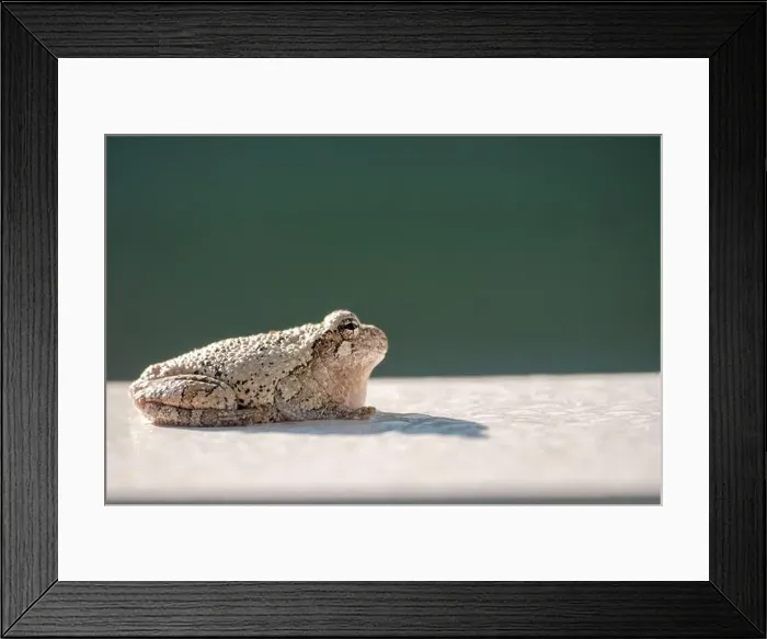 Framed Print : Gray treefrog catches sun on white surface