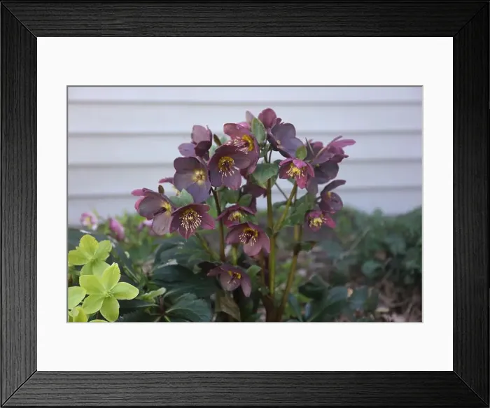 Framed Print : Maroon Hellebores and light green and yellow Hellebore flowers andflowers blooming Framed Print : Maroon Hellebores and light green and yellow Hellebore flowers andflowers blooming