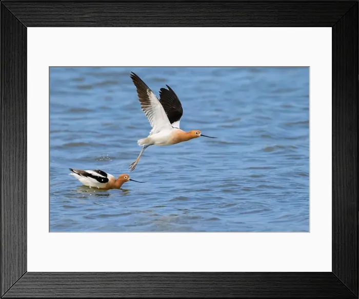 Framed Print : American avocets (Recurvirostra americana) taking off the ocean coast during spring migration, Galveston, texas, USA Framed Print : American avocets (Recurvirostra americana) taking off the ocean coast during spring migration, Galveston, texas, USA