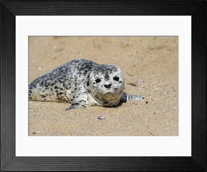 Framed Print : Seal pup on Three Mile Beach, Santa Cruz, California, USA Framed Print : Seal pup on Three Mile Beach, Santa Cruz, California, USA