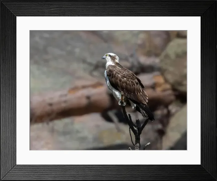Framed Print : Osprey posing on a cliff in Eleven Mile Canyon Colorado Framed Print : Osprey posing on a cliff in Eleven Mile Canyon Colorado