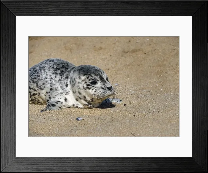 Framed Print : Seal pup on Three Mile Beach, Santa Cruz, California, USA Framed Print : Seal pup on Three Mile Beach, Santa Cruz, California, USA