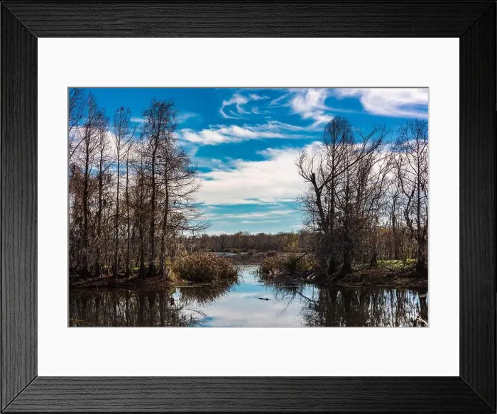 Framed Print : Brazos Bend State Park, Texas, in a beautiful sunny morning Framed Print : Brazos Bend State Park, Texas, in a beautiful sunny morning